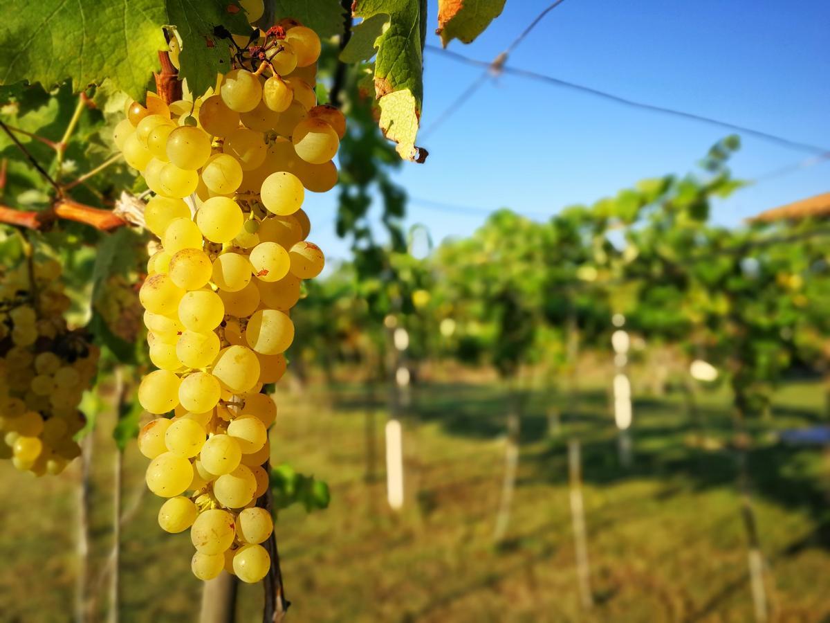 Agriturismo Graziano E Barbara Porto Conte Zewnętrze zdjęcie